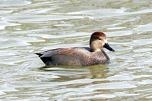 Gadwall